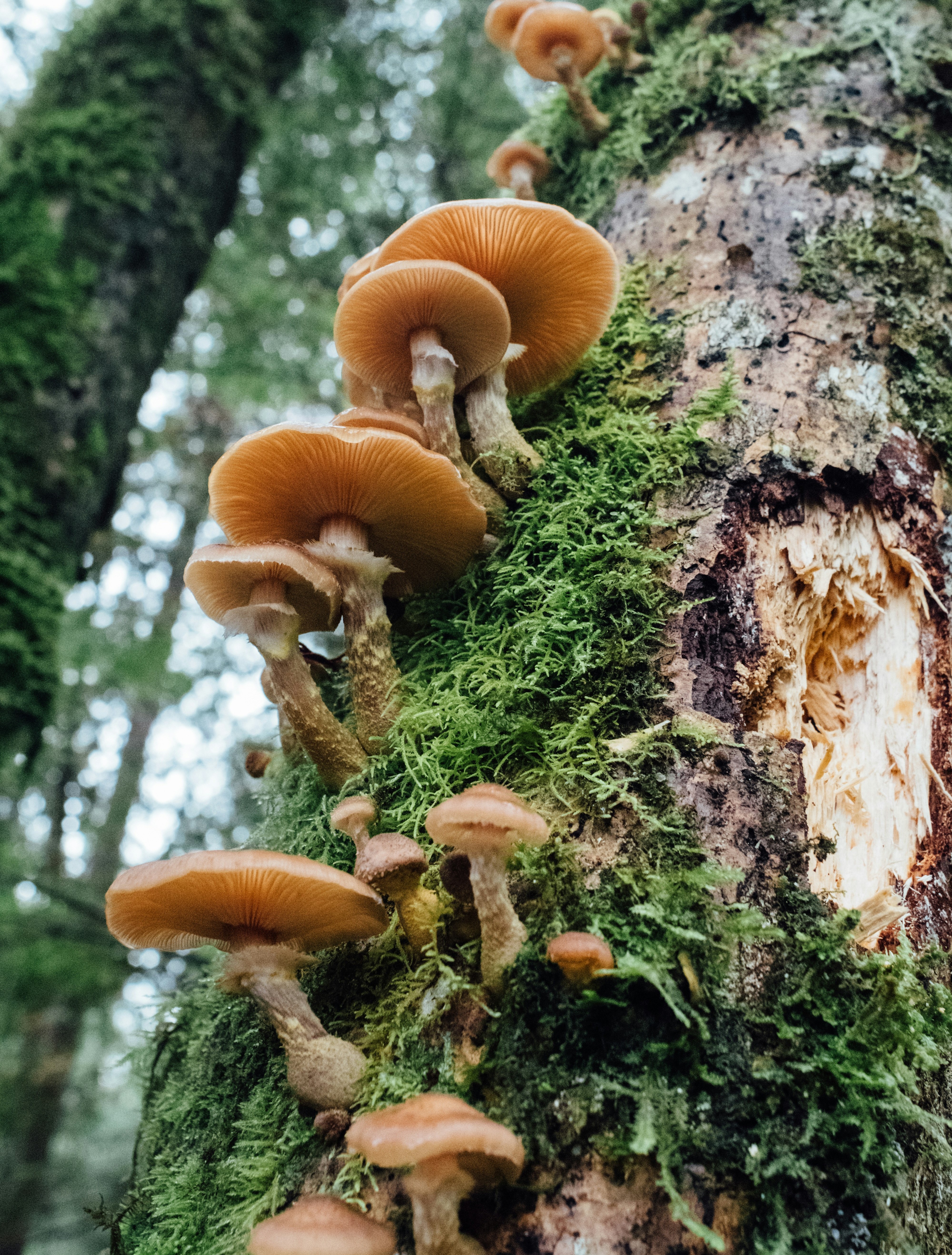 Reishi: el hongo de la calma