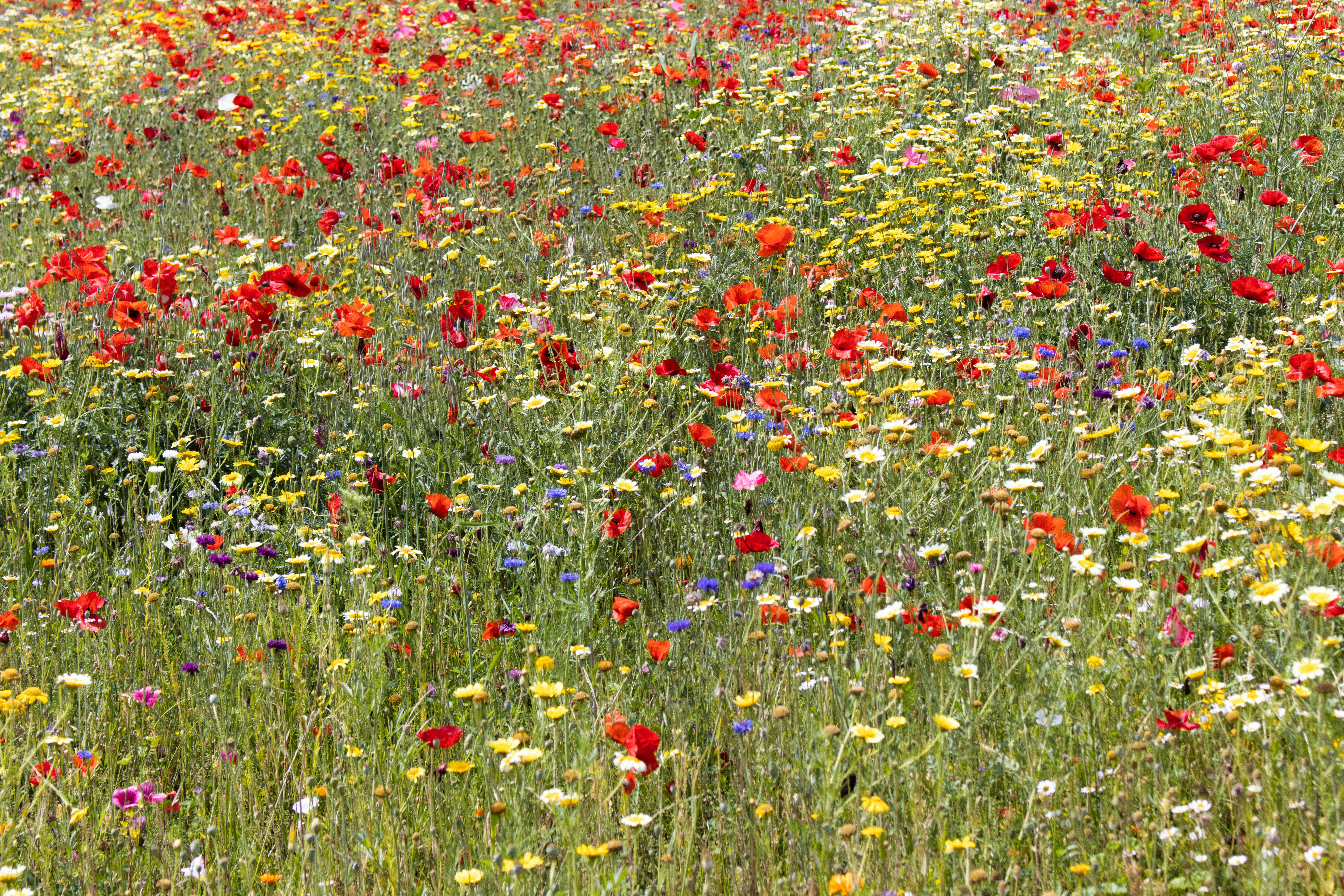 Flores de Bach